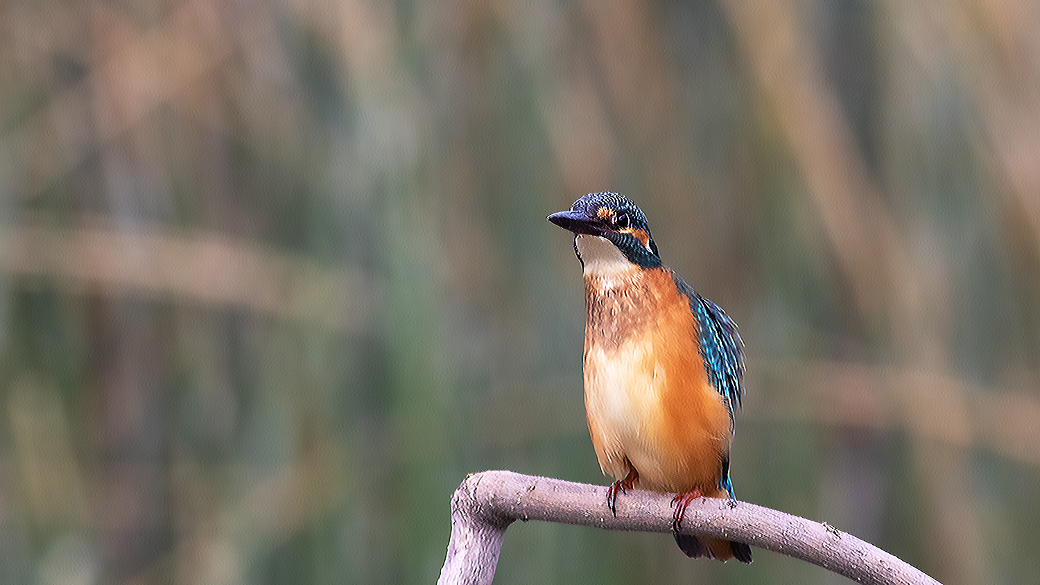 Common Kingfisher